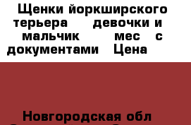 Щенки йоркширского терьера , 3 девочки и 1 мальчик , 1,5 мес , с документами › Цена ­ 7 000 - Новгородская обл., Солецкий р-н, Сольцы г. Животные и растения » Собаки   